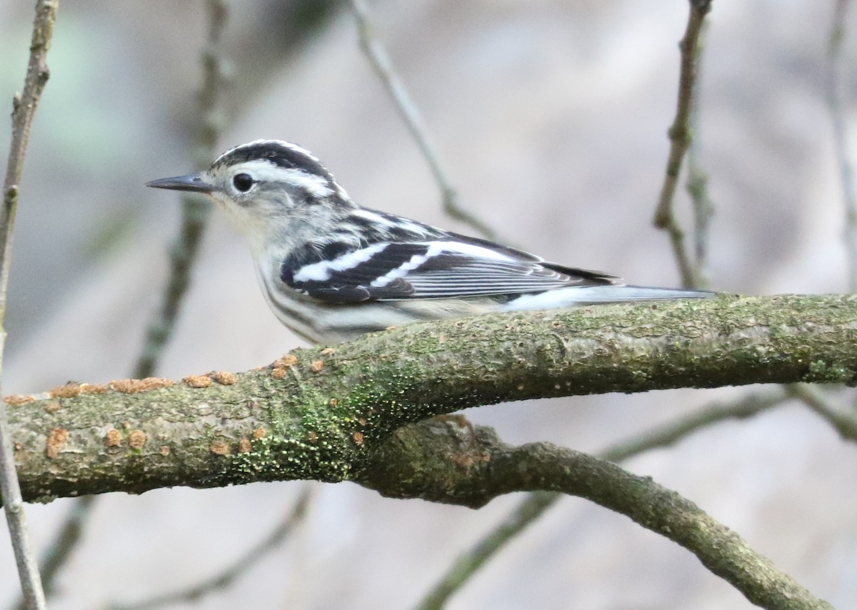 Black-and-white Warbler - ML618402360