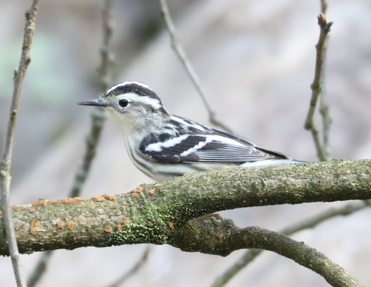 Black-and-white Warbler - ML618402361