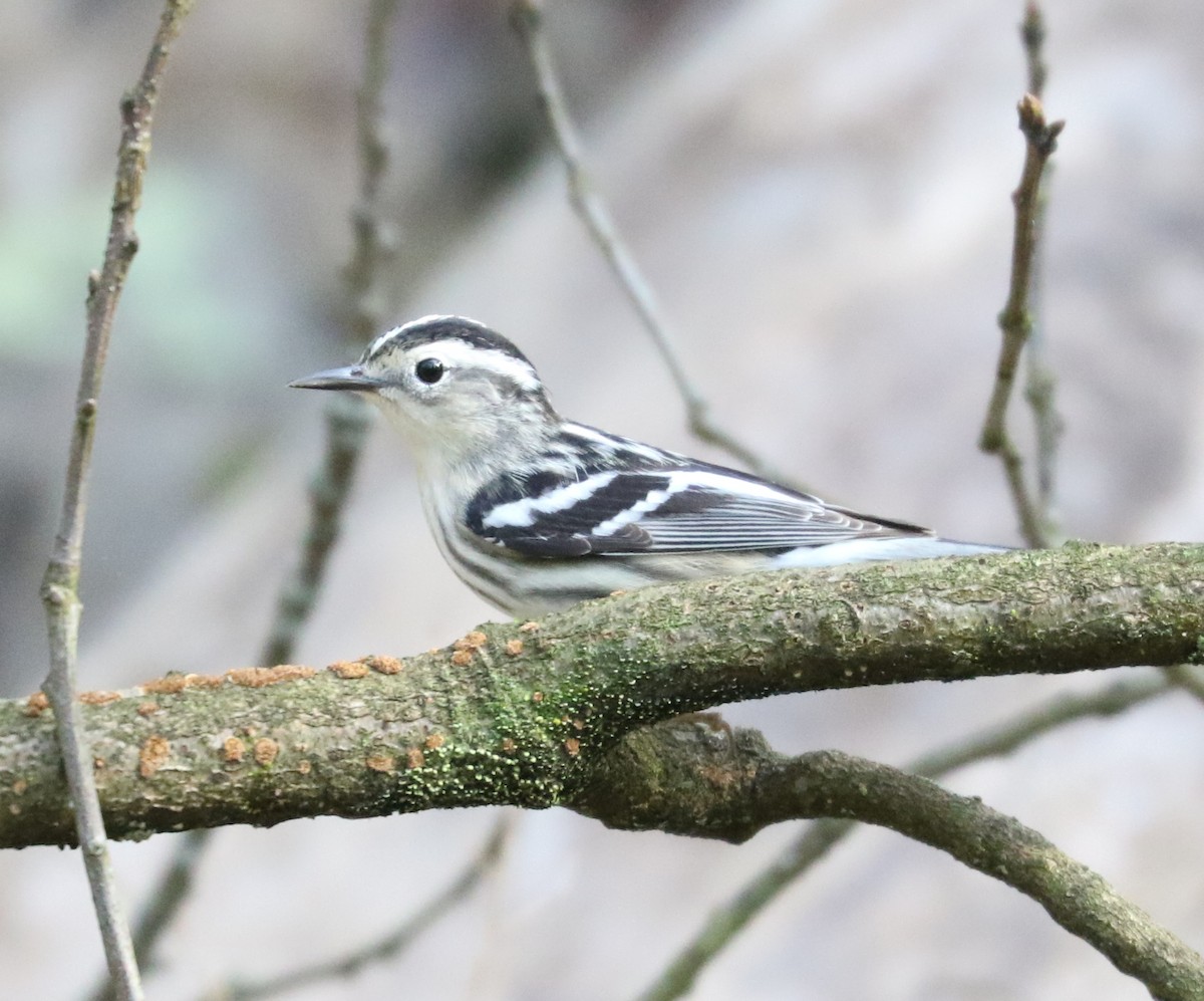 Black-and-white Warbler - ML618402362
