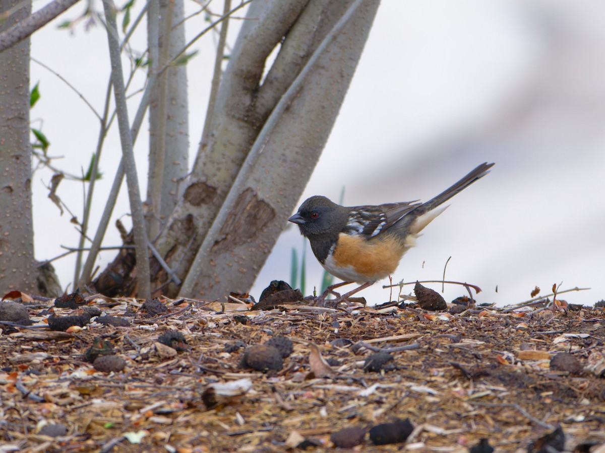 Spotted Towhee - ML618402377