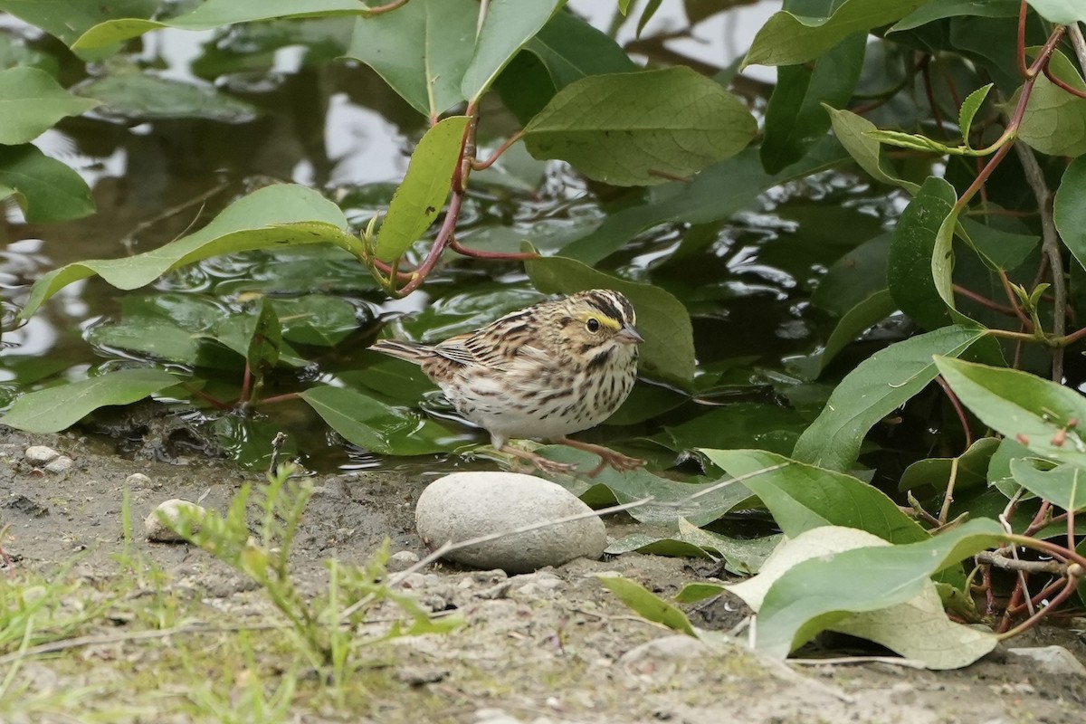 Savannah Sparrow - ML618402381