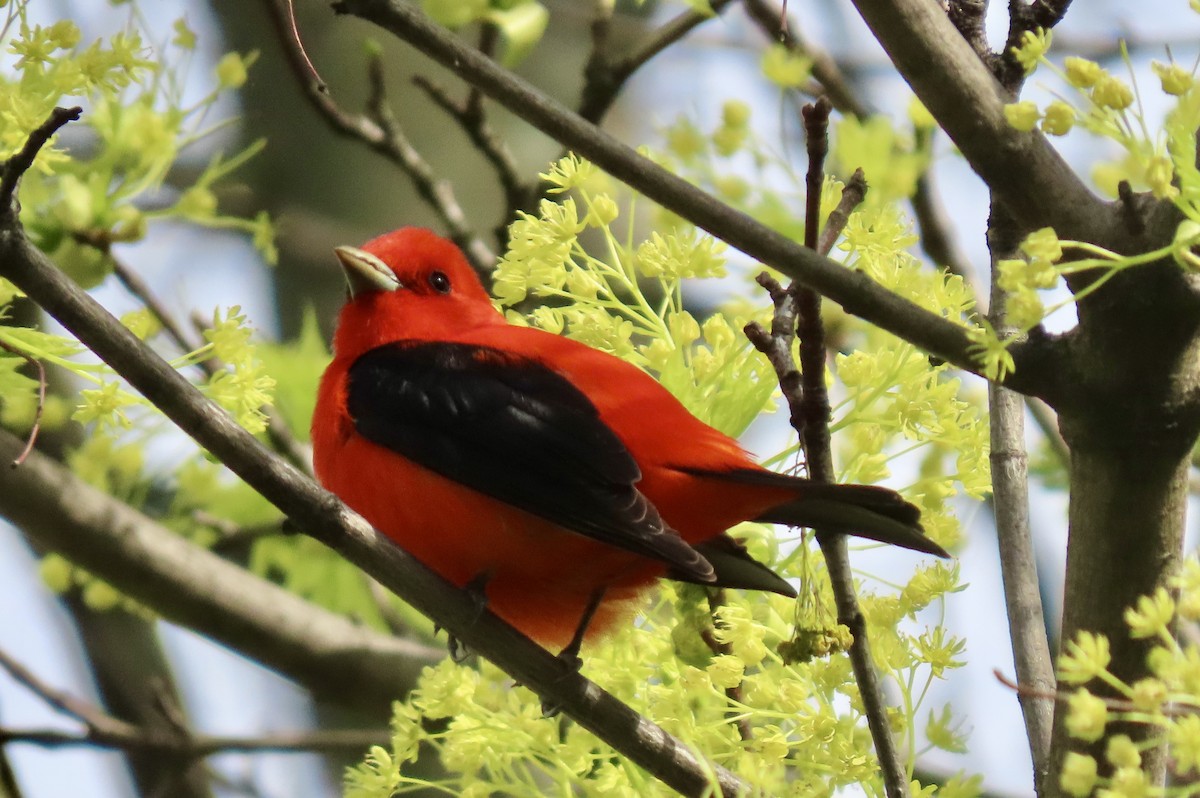 Scarlet Tanager - ML618402390