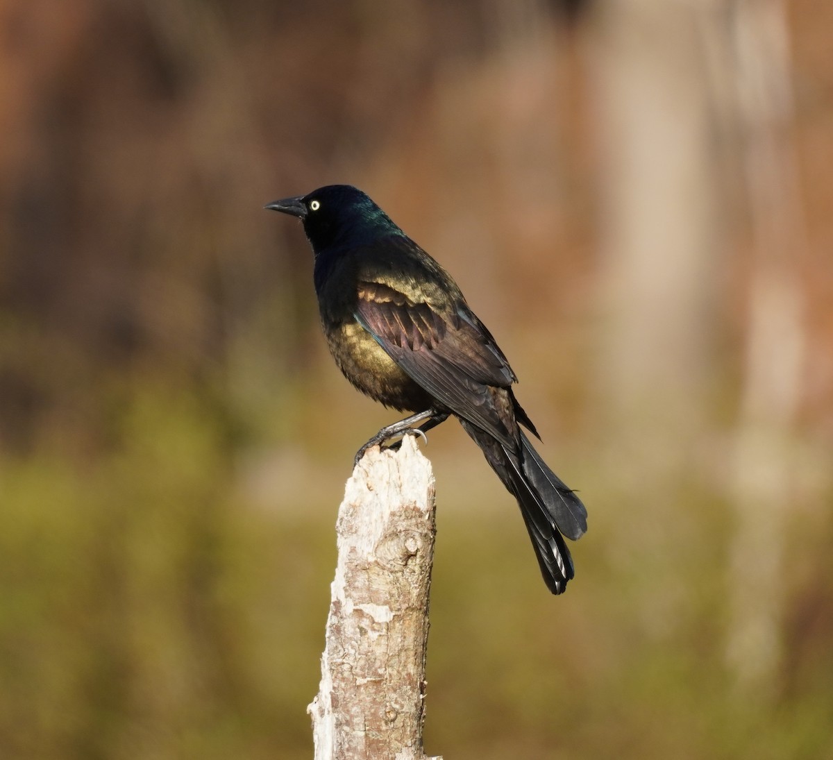 Common Grackle - Sarah Foote