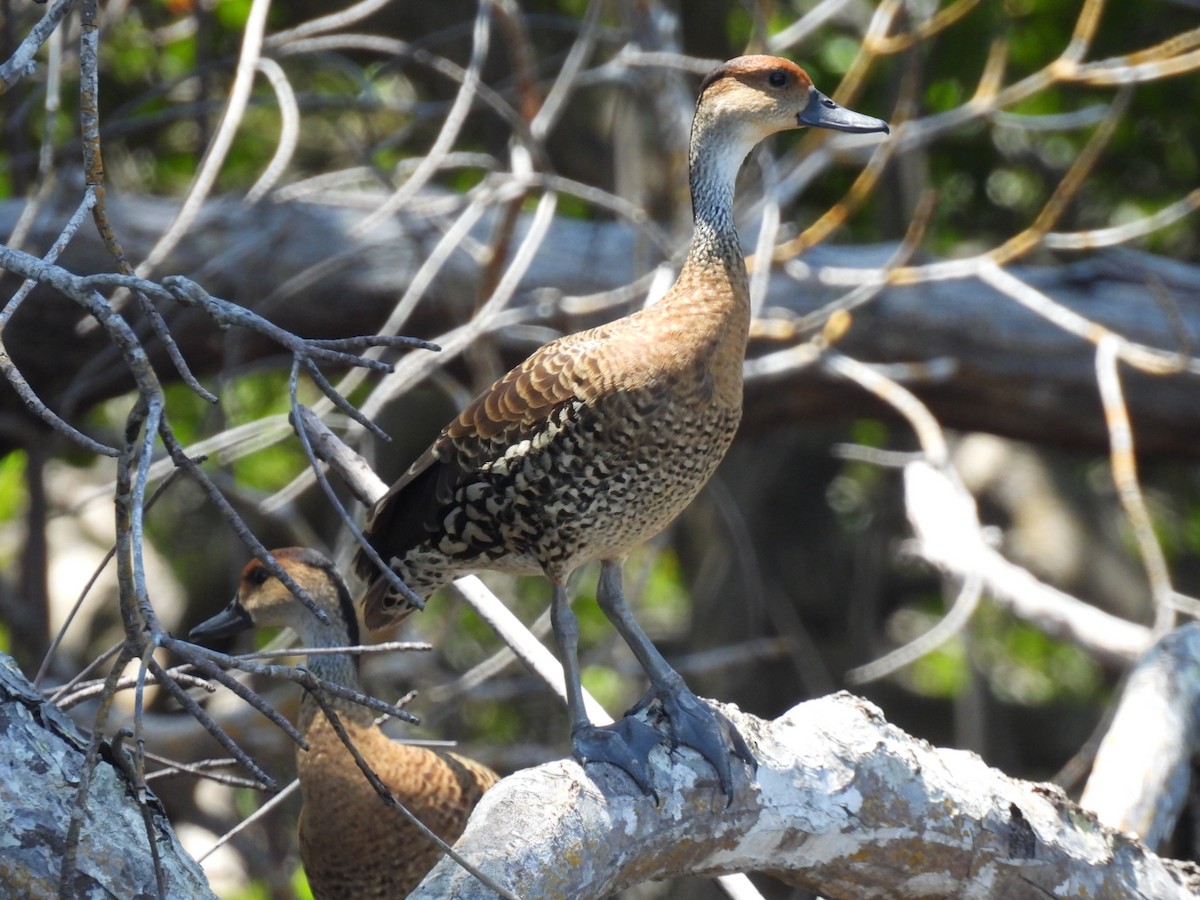 West Indian Whistling-Duck - ML618402411