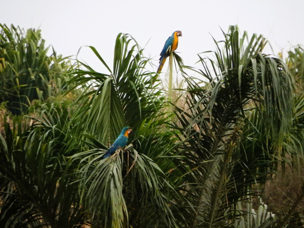 Blue-and-yellow Macaw - ML618402428