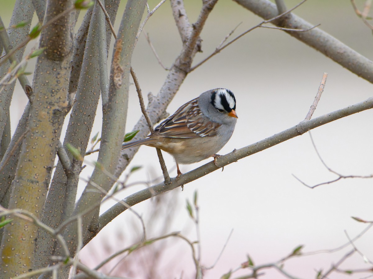 White-crowned Sparrow - ML618402436