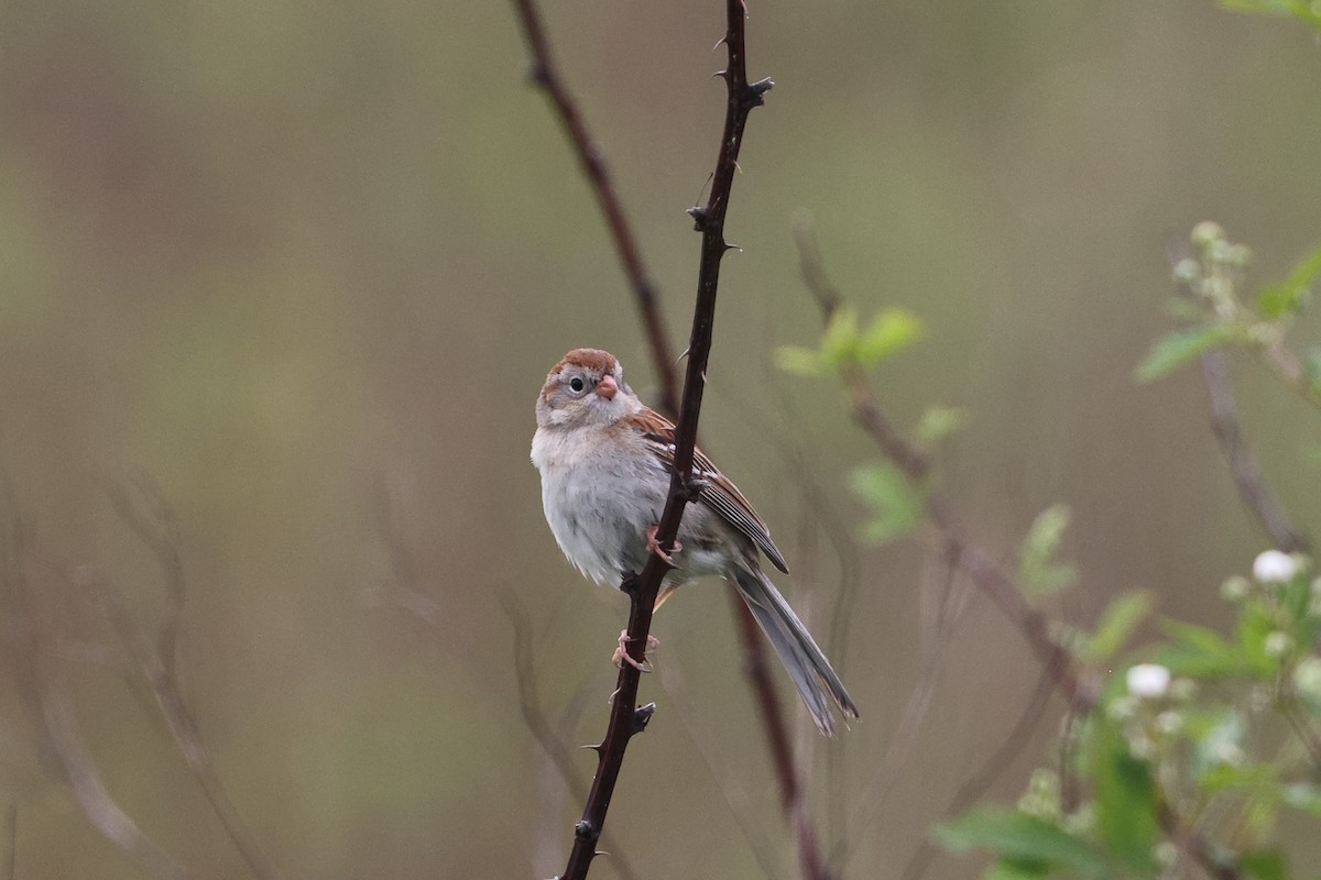 Field Sparrow - ML618402471