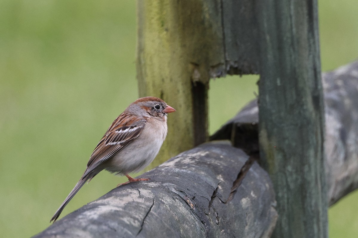 Field Sparrow - ML618402474