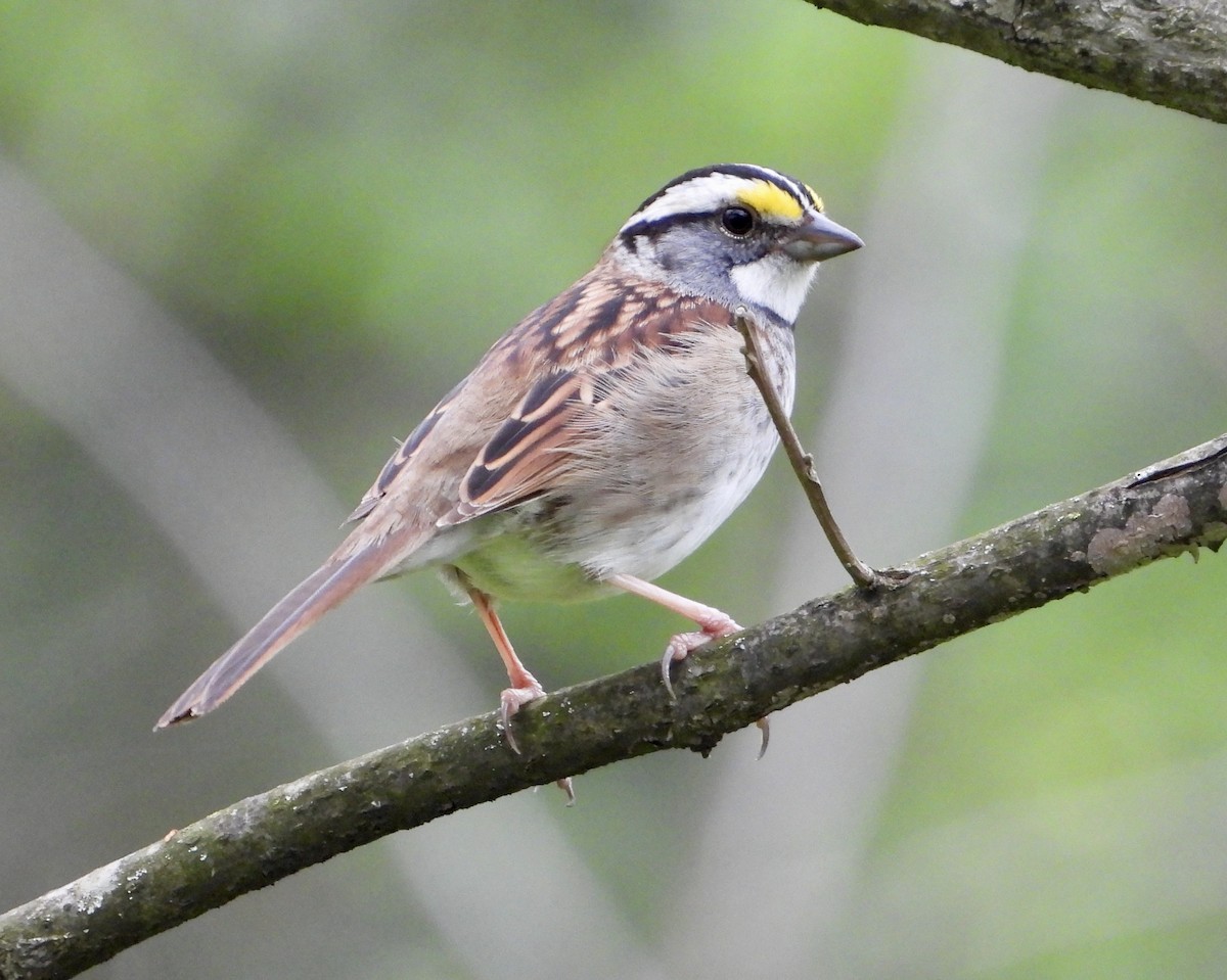 White-throated Sparrow - ML618402489