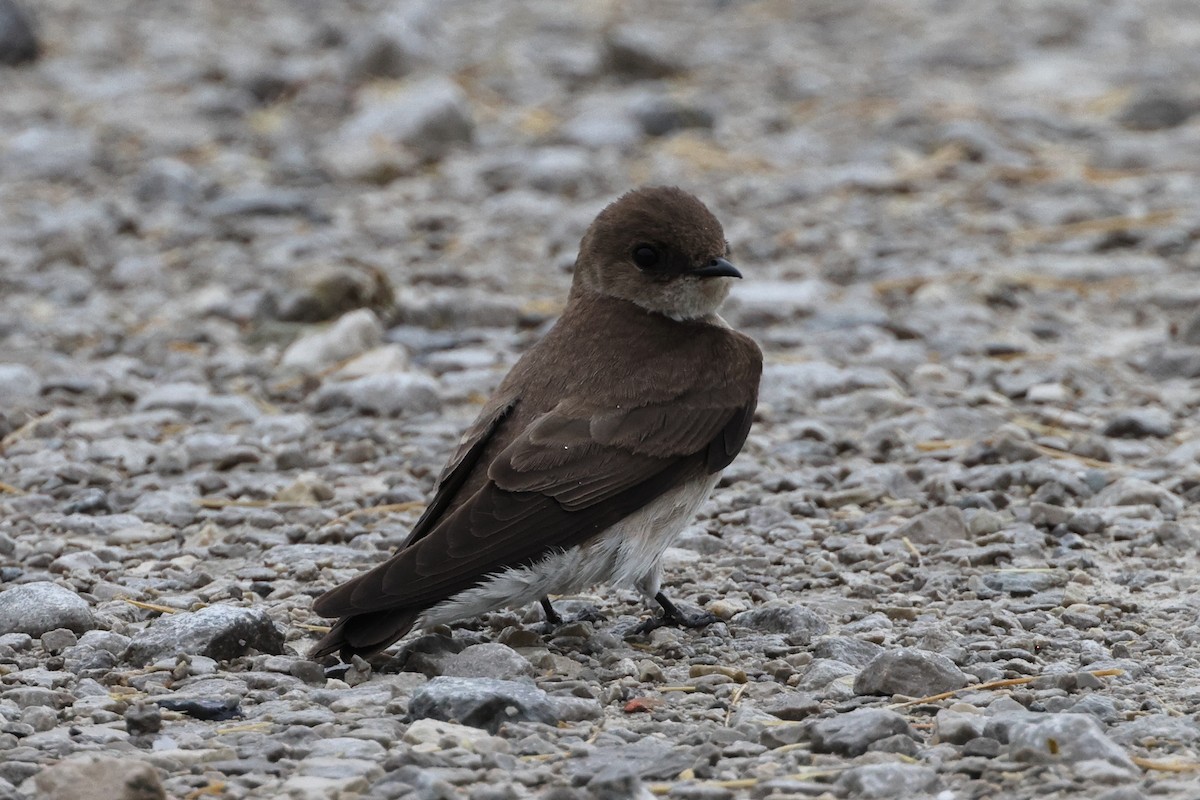 Northern Rough-winged Swallow - ML618402494