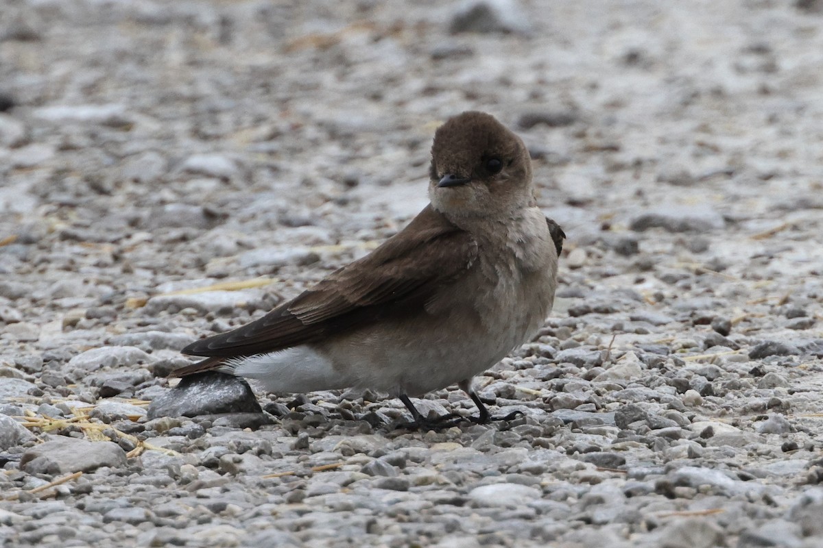 Northern Rough-winged Swallow - ML618402497