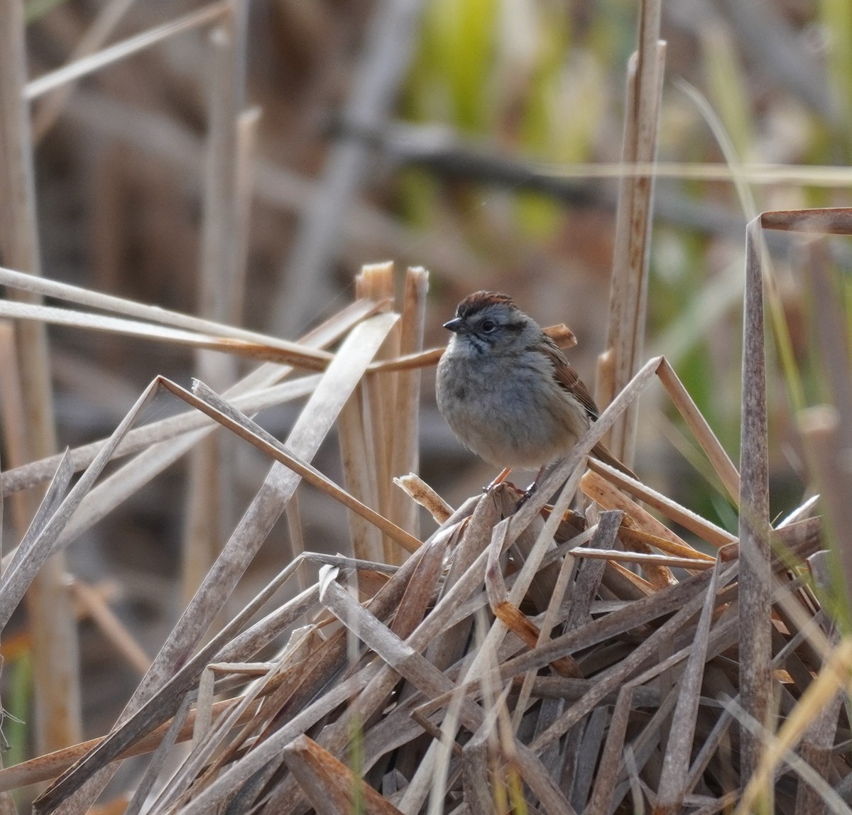 Swamp Sparrow - ML618402502