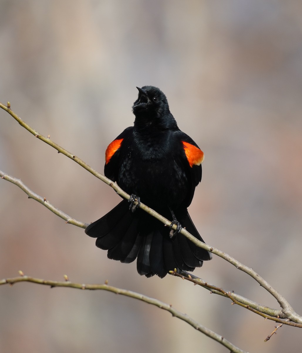 Red-winged Blackbird - ML618402553