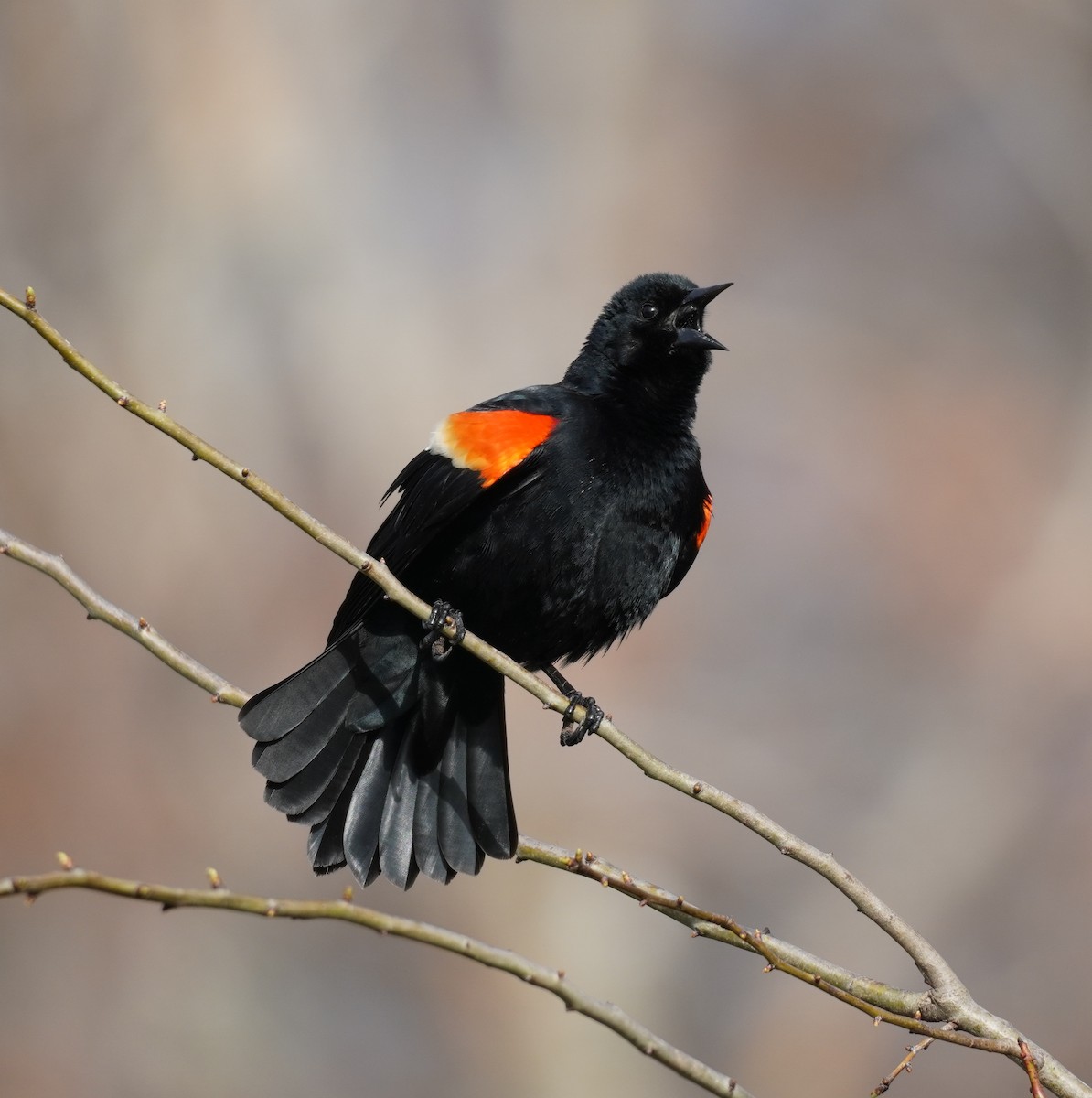 Red-winged Blackbird - ML618402554