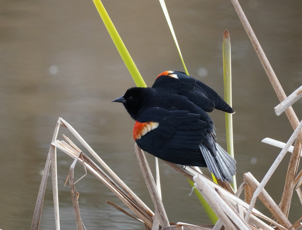 Red-winged Blackbird - Sarah Foote