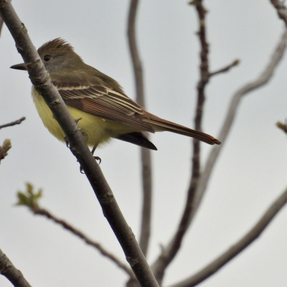Great Crested Flycatcher - ML618402561