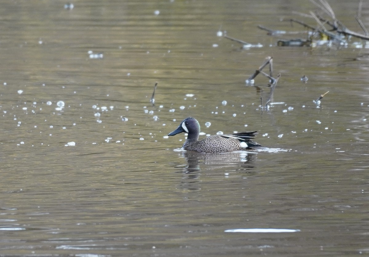 Blue-winged Teal - ML618402583