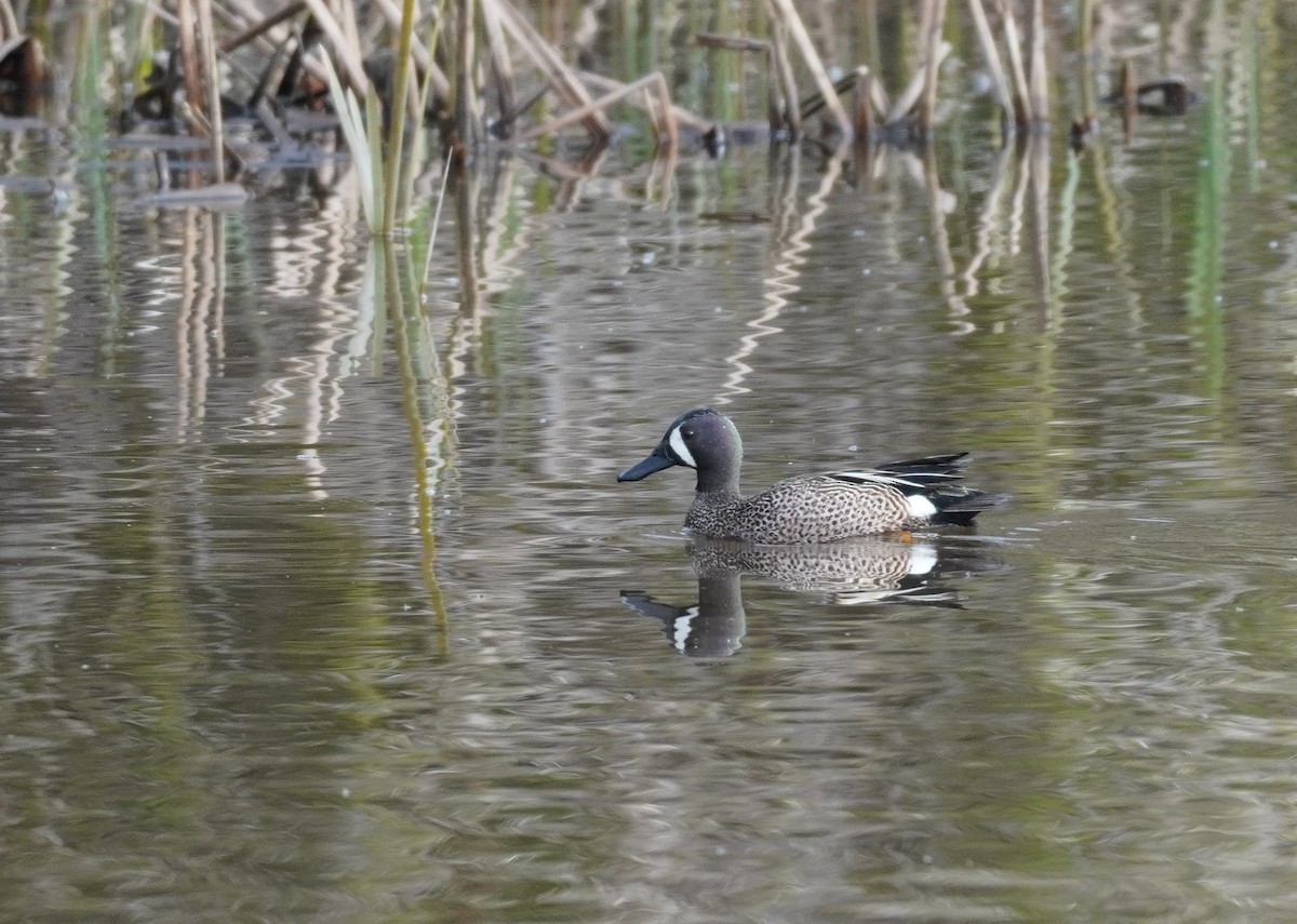 Blue-winged Teal - ML618402584