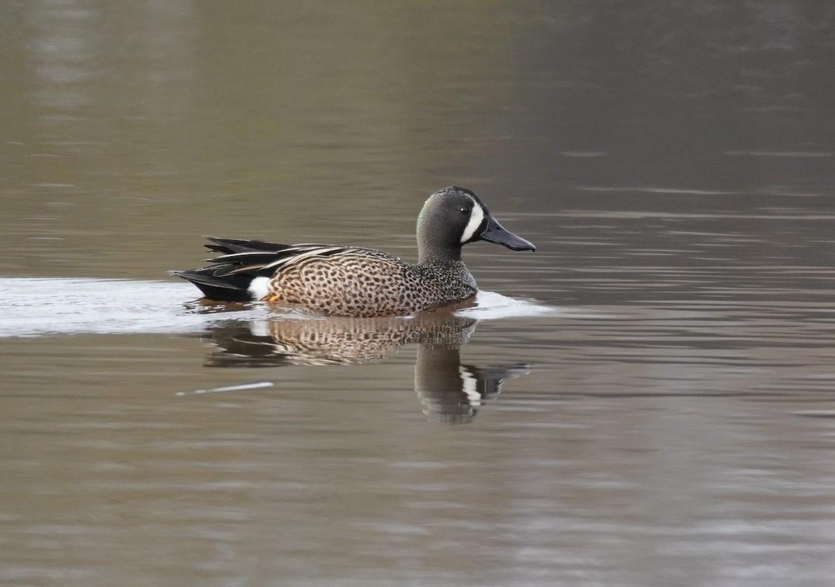 Blue-winged Teal - ML618402587