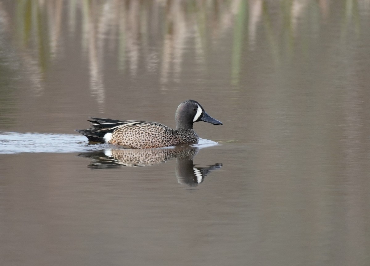 Blue-winged Teal - ML618402588