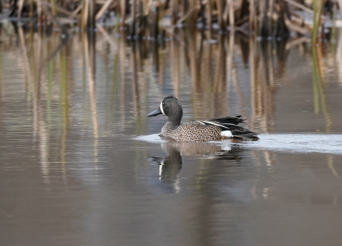 Blue-winged Teal - ML618402589