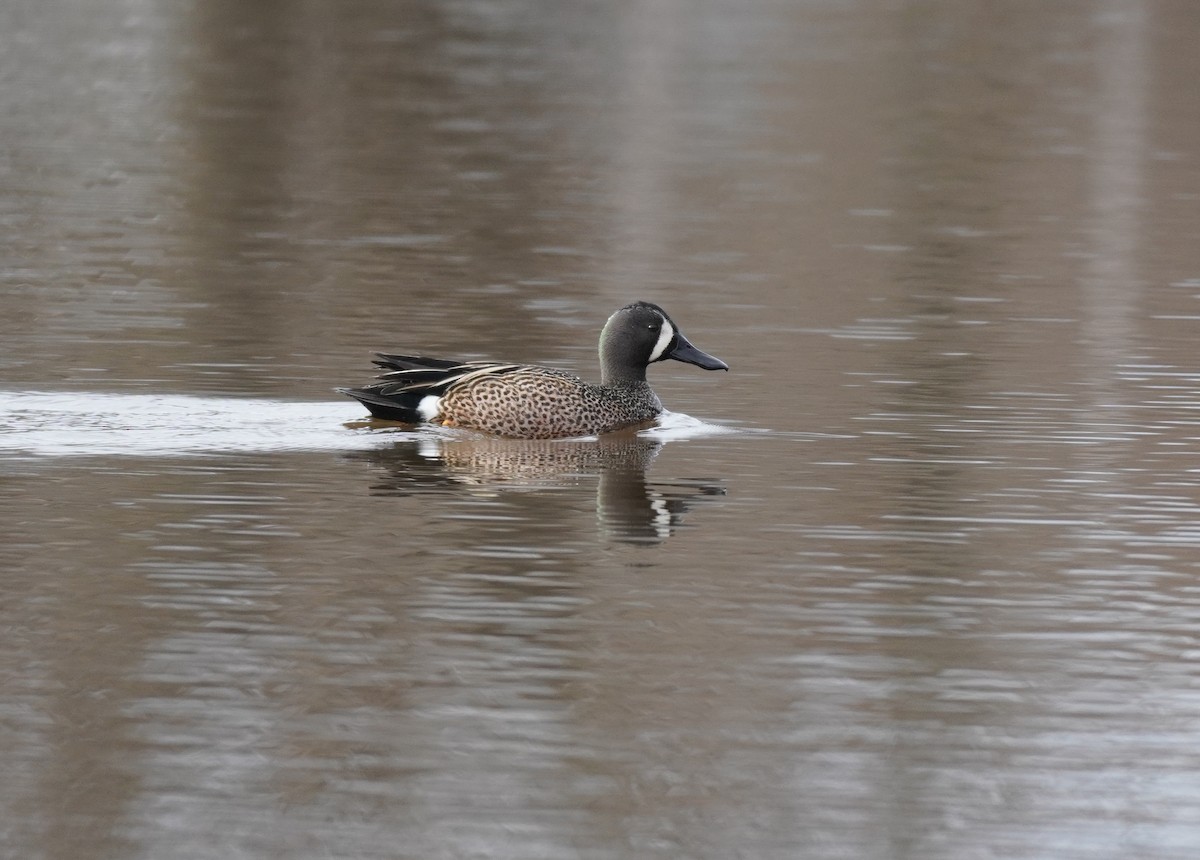 Blue-winged Teal - ML618402590