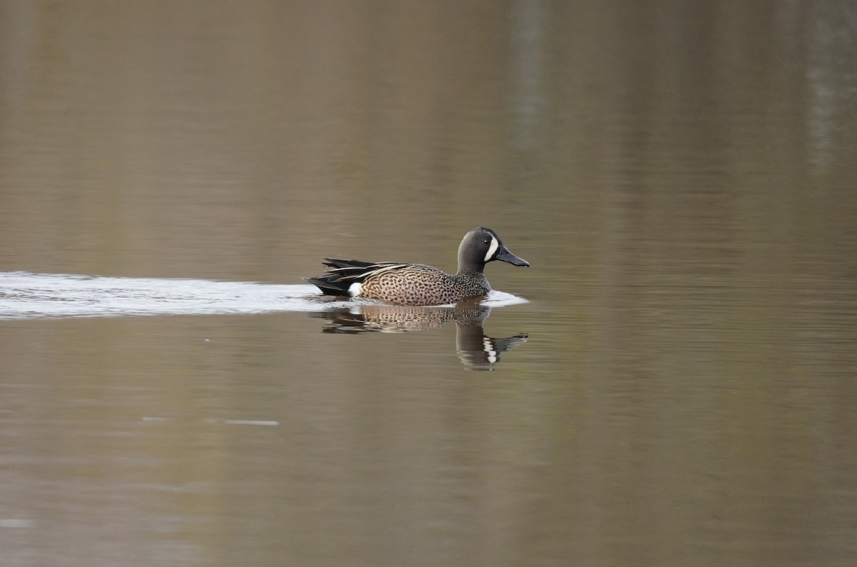 Blue-winged Teal - ML618402591