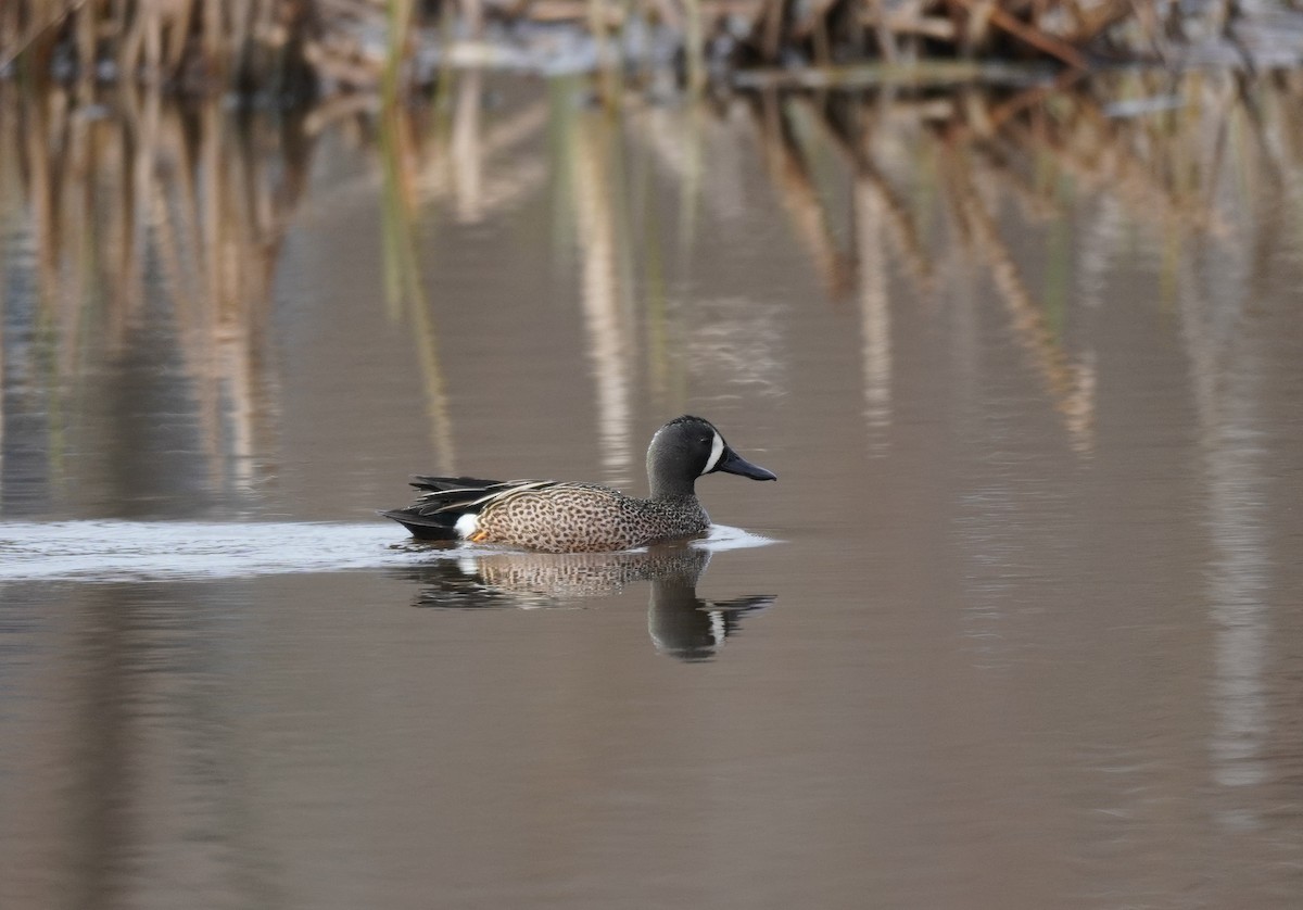 Blue-winged Teal - ML618402593