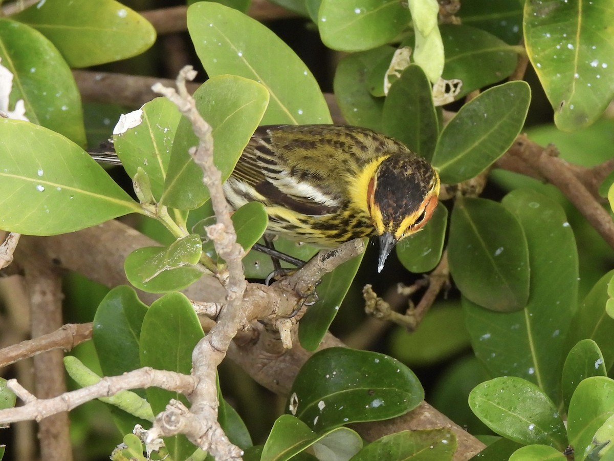 Cape May Warbler - ML618402601