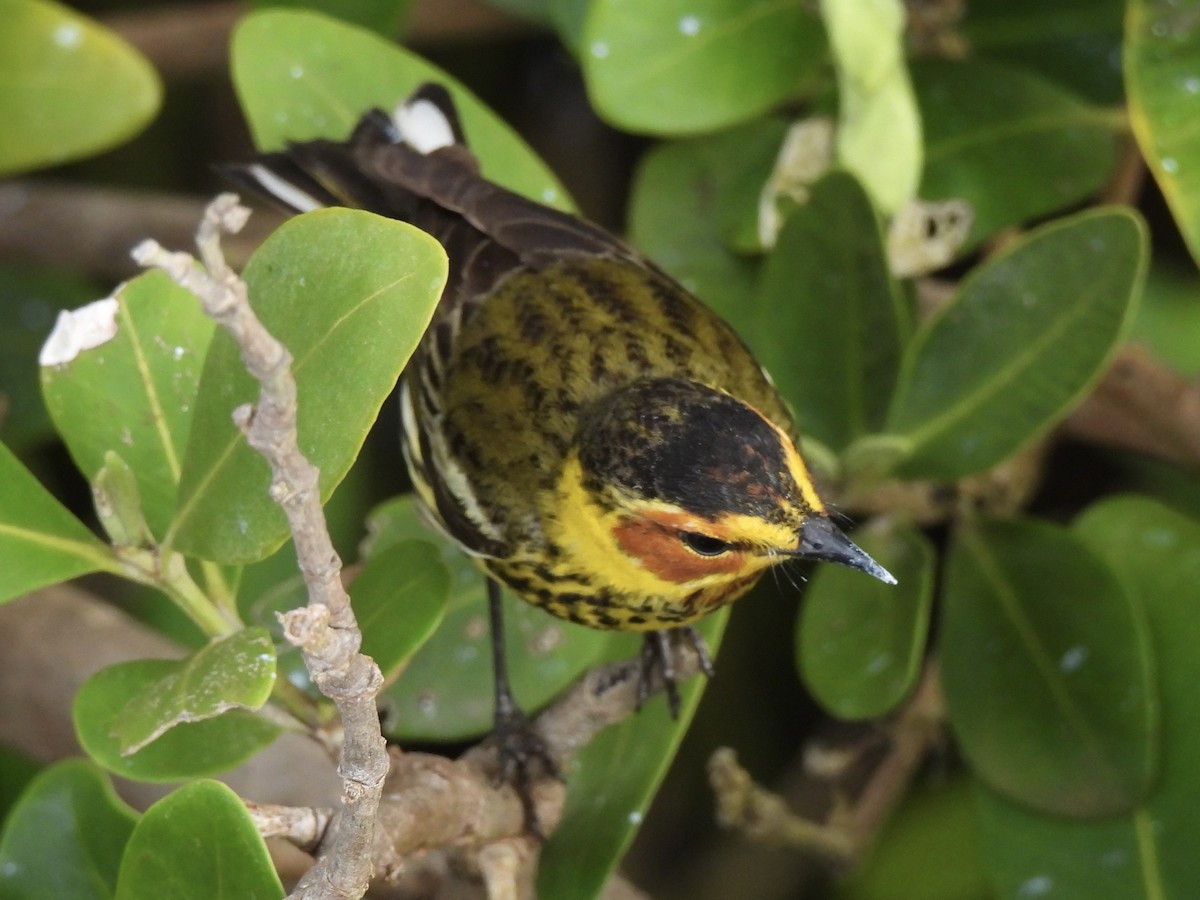 Cape May Warbler - ML618402602