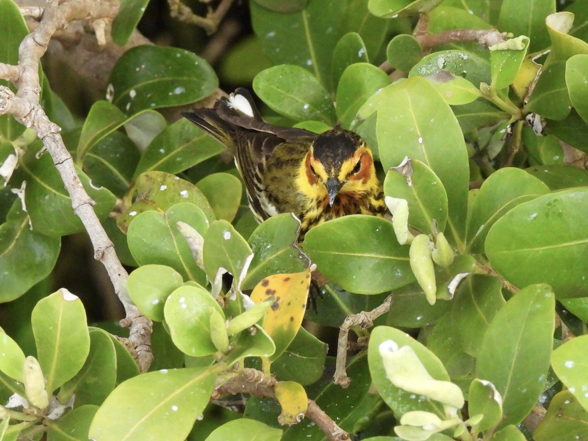 Cape May Warbler - ML618402603