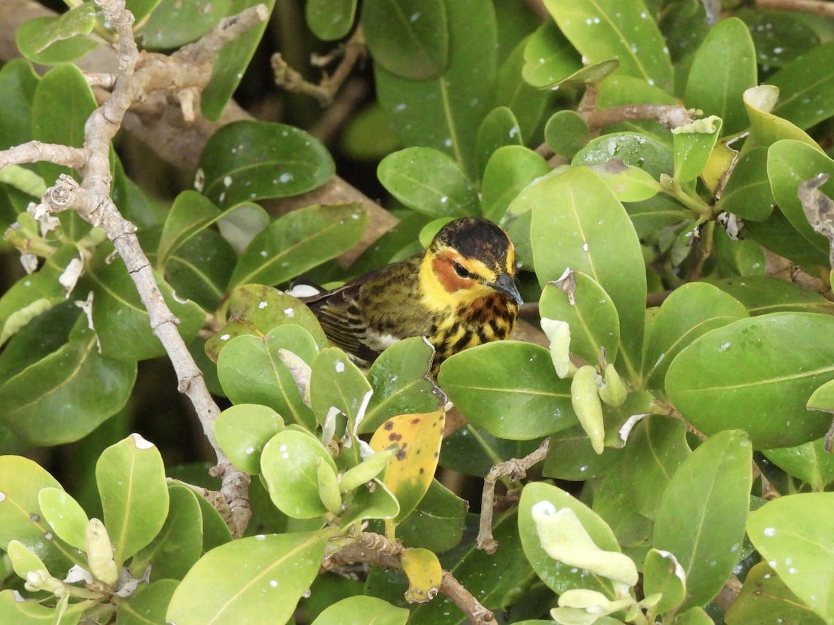 Cape May Warbler - ML618402604