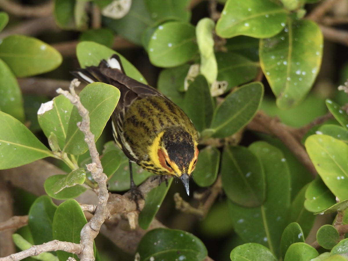 Cape May Warbler - ML618402605