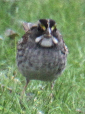 White-throated Sparrow - ML618402606