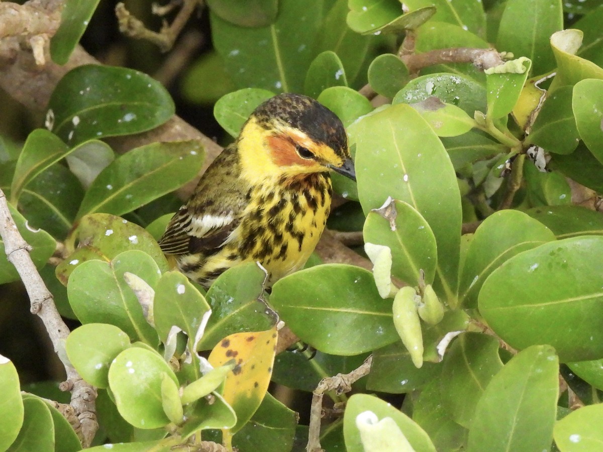 Cape May Warbler - ML618402607