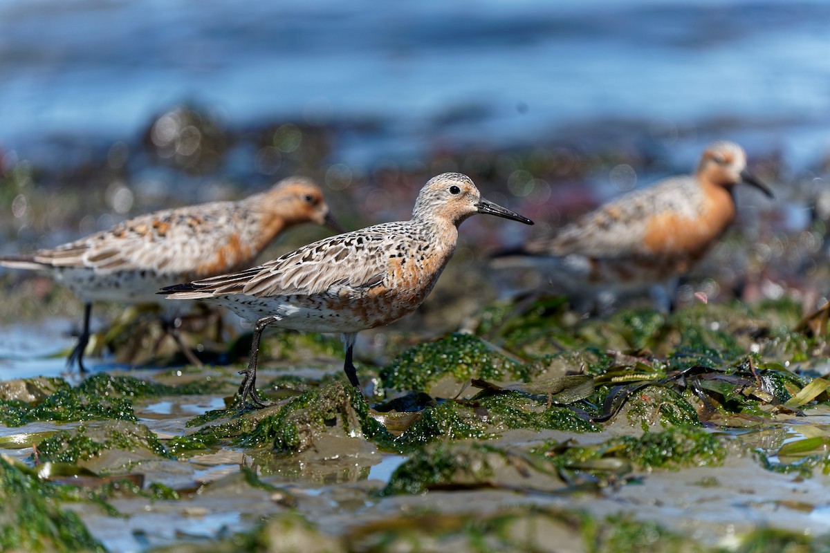 Red Knot - ML618402636