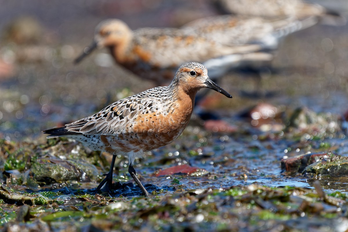 Red Knot - ML618402637