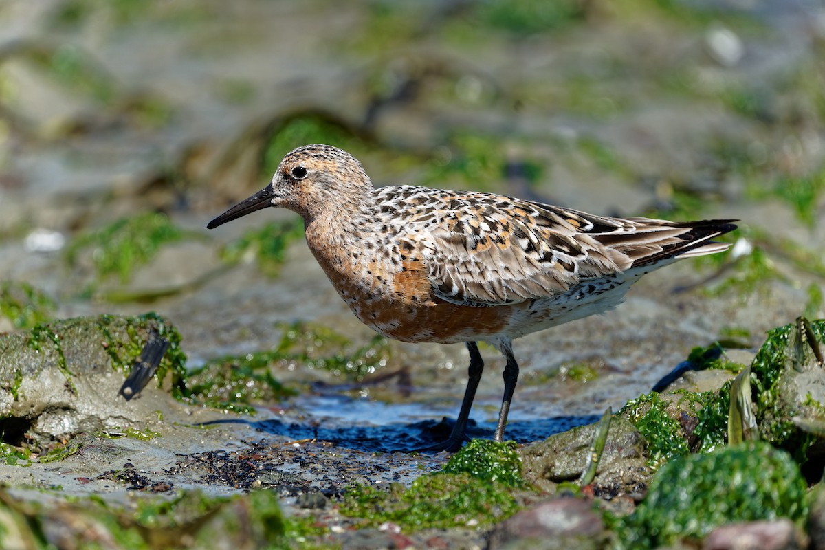 Red Knot - ML618402638