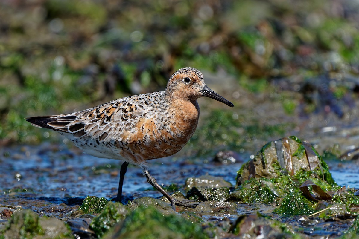 Red Knot - ML618402639