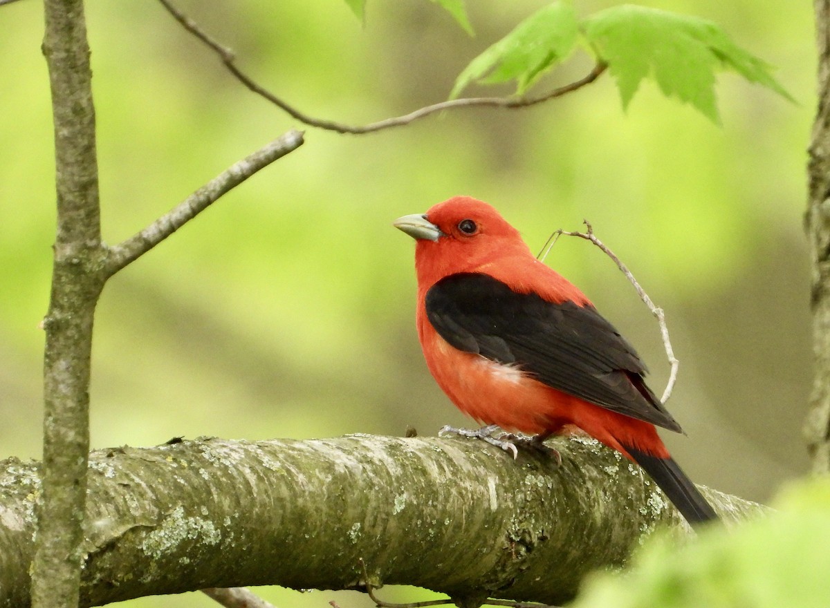 Scarlet Tanager - ML618402683