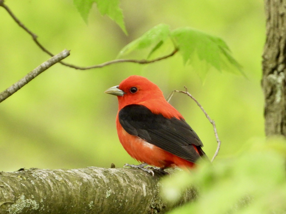 Scarlet Tanager - ML618402684