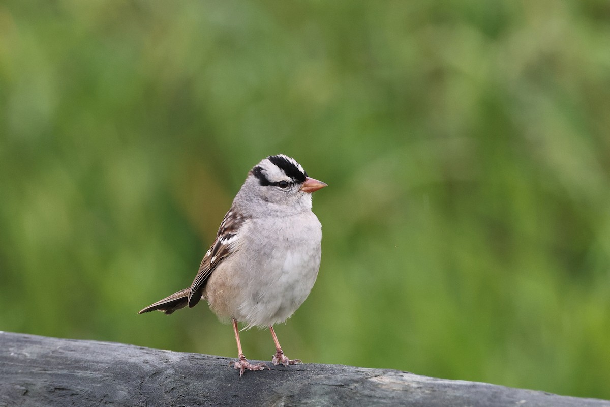 White-crowned Sparrow - Roi & Debbie Shannon
