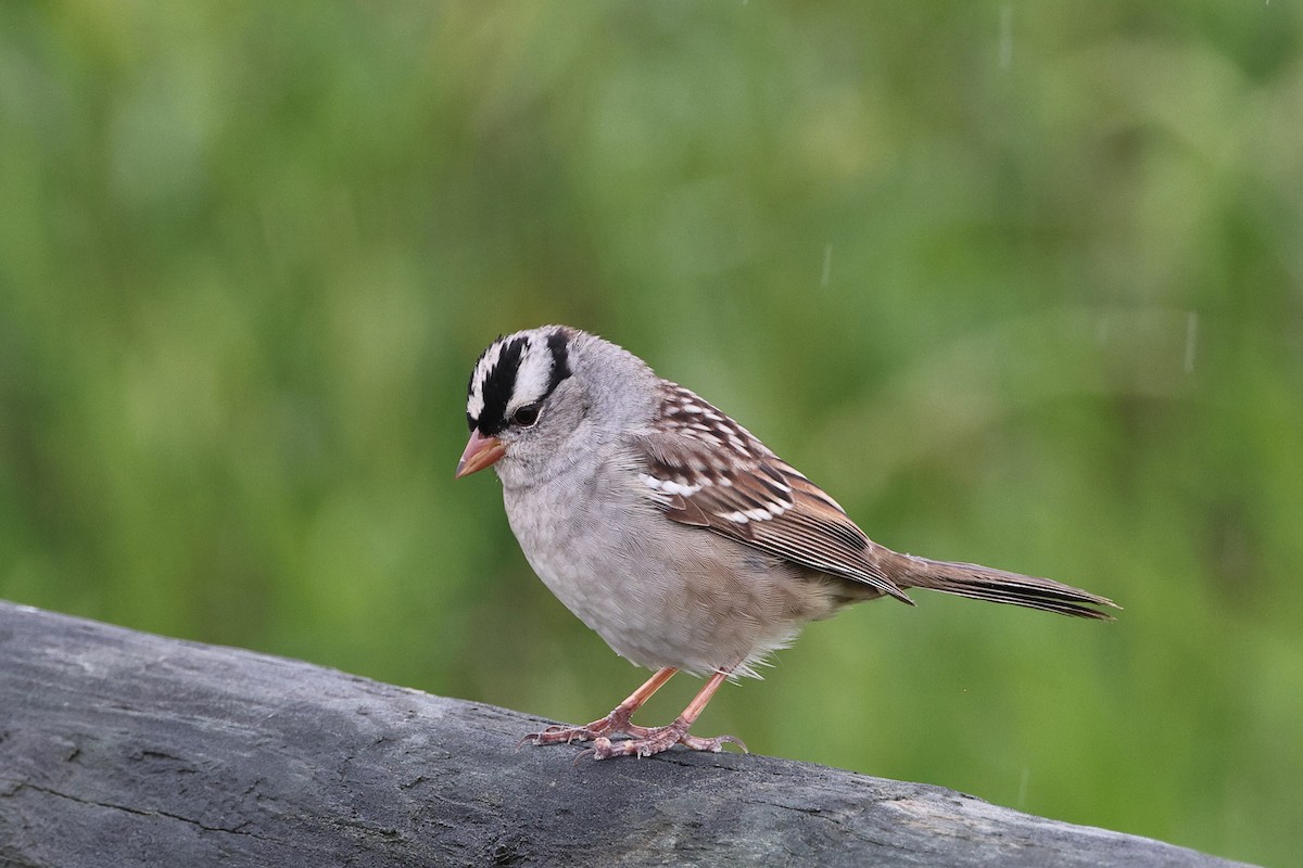 White-crowned Sparrow - ML618402692