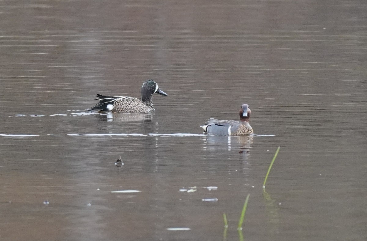 Green-winged Teal - ML618402700