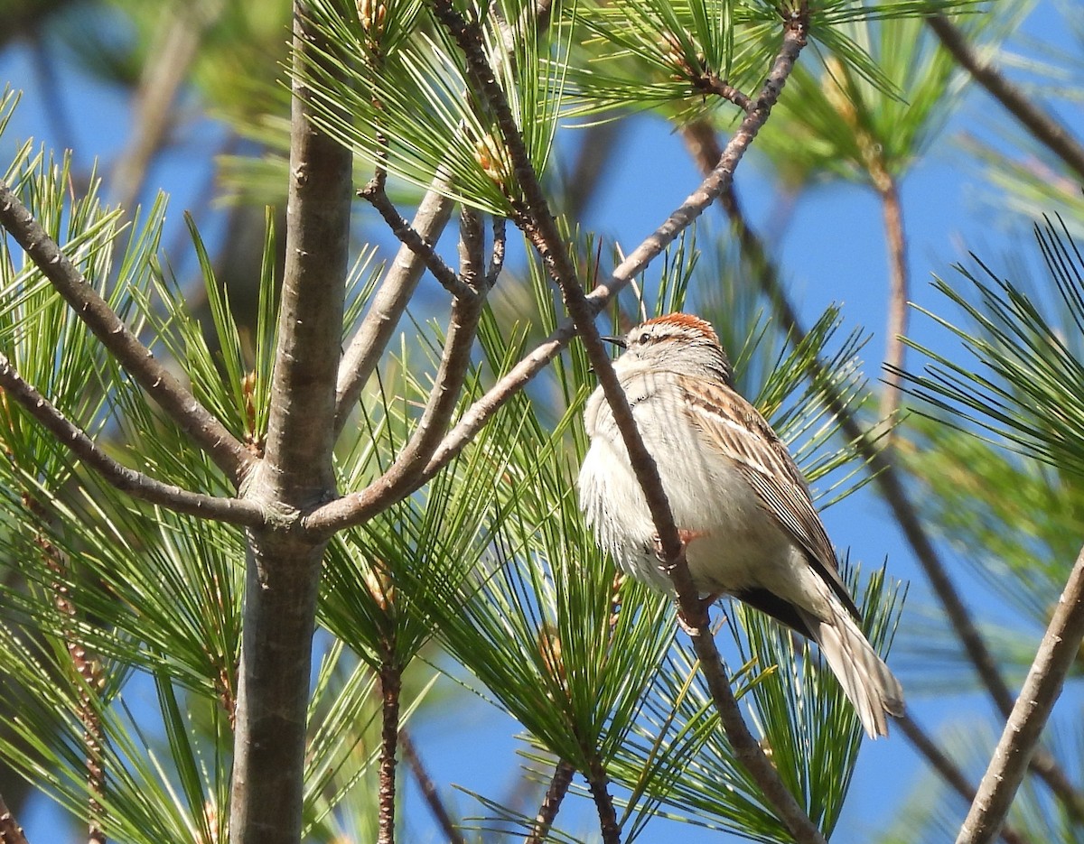 Chipping Sparrow - ML618402701