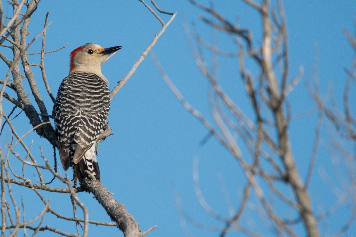 Red-bellied Woodpecker - ML618402705