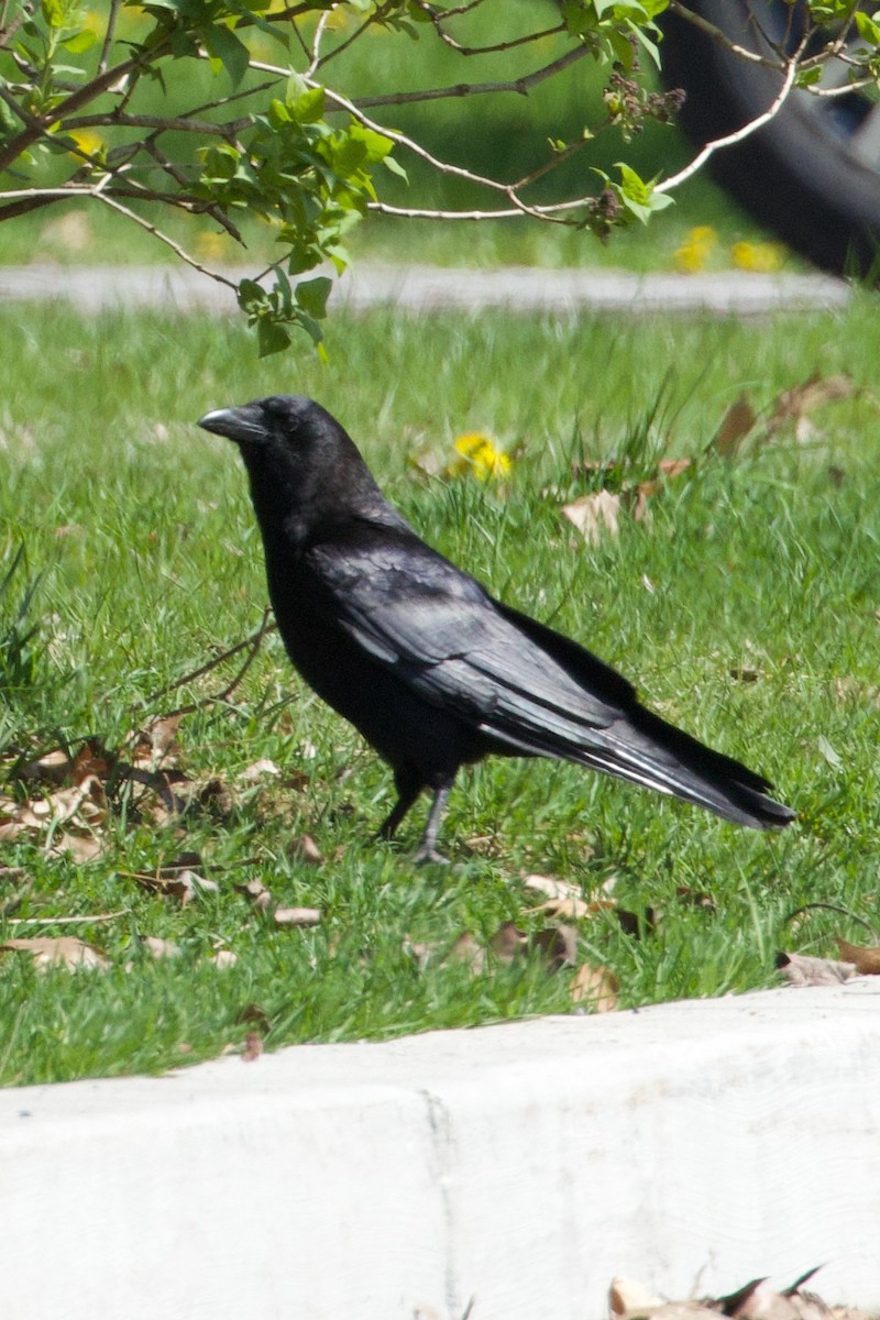 American Crow - ML618402730