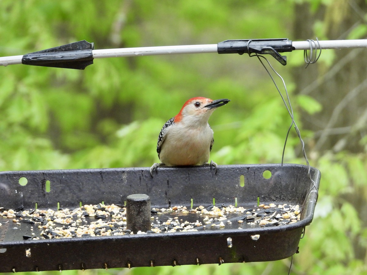 Red-bellied Woodpecker - Kisa Weeman