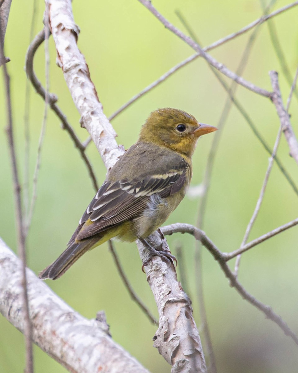 Western Tanager - ML618402746
