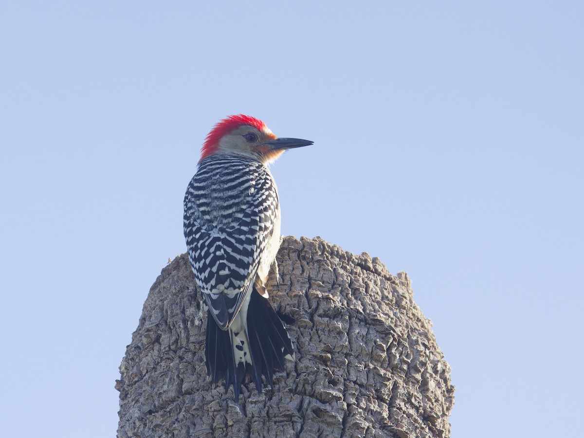 Red-bellied Woodpecker - ML618402753